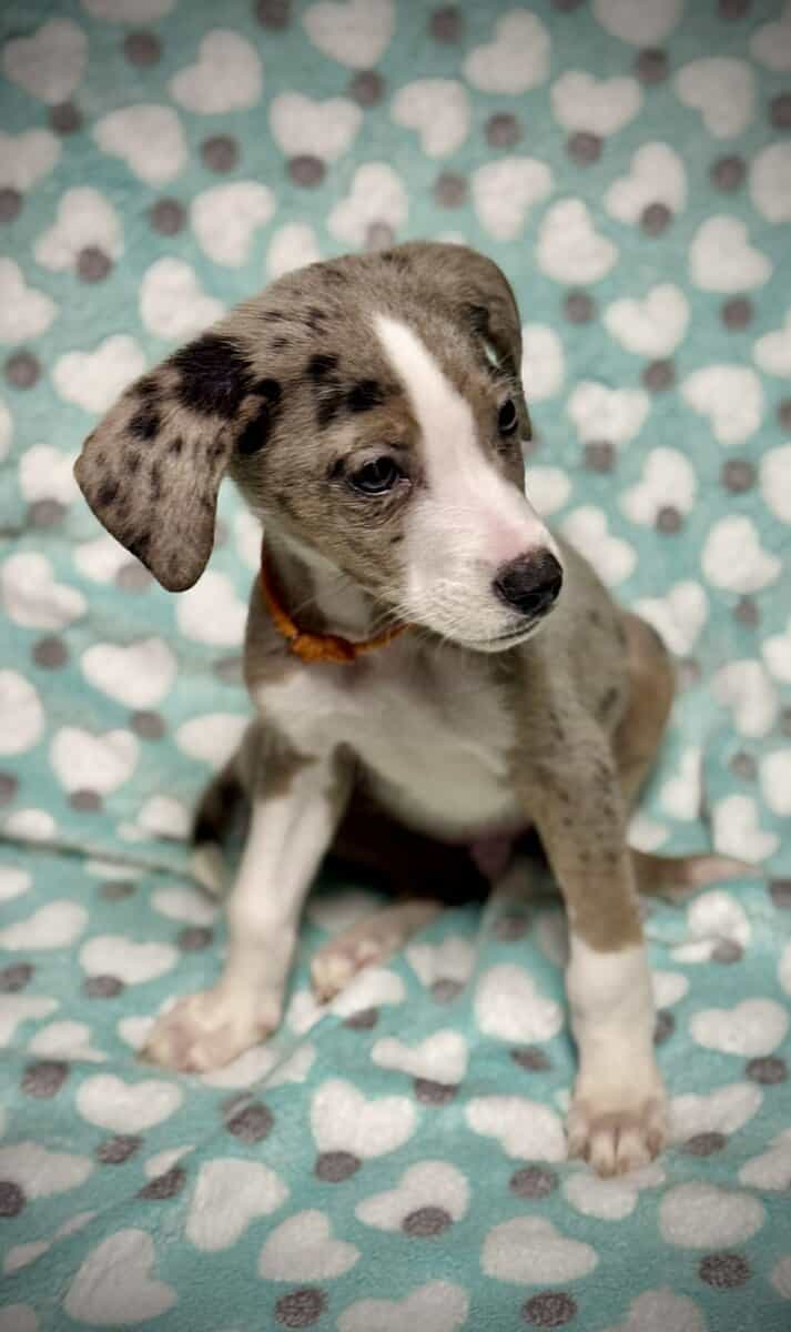 Beautiful Blue-Eyed & Merle Puppies image 11