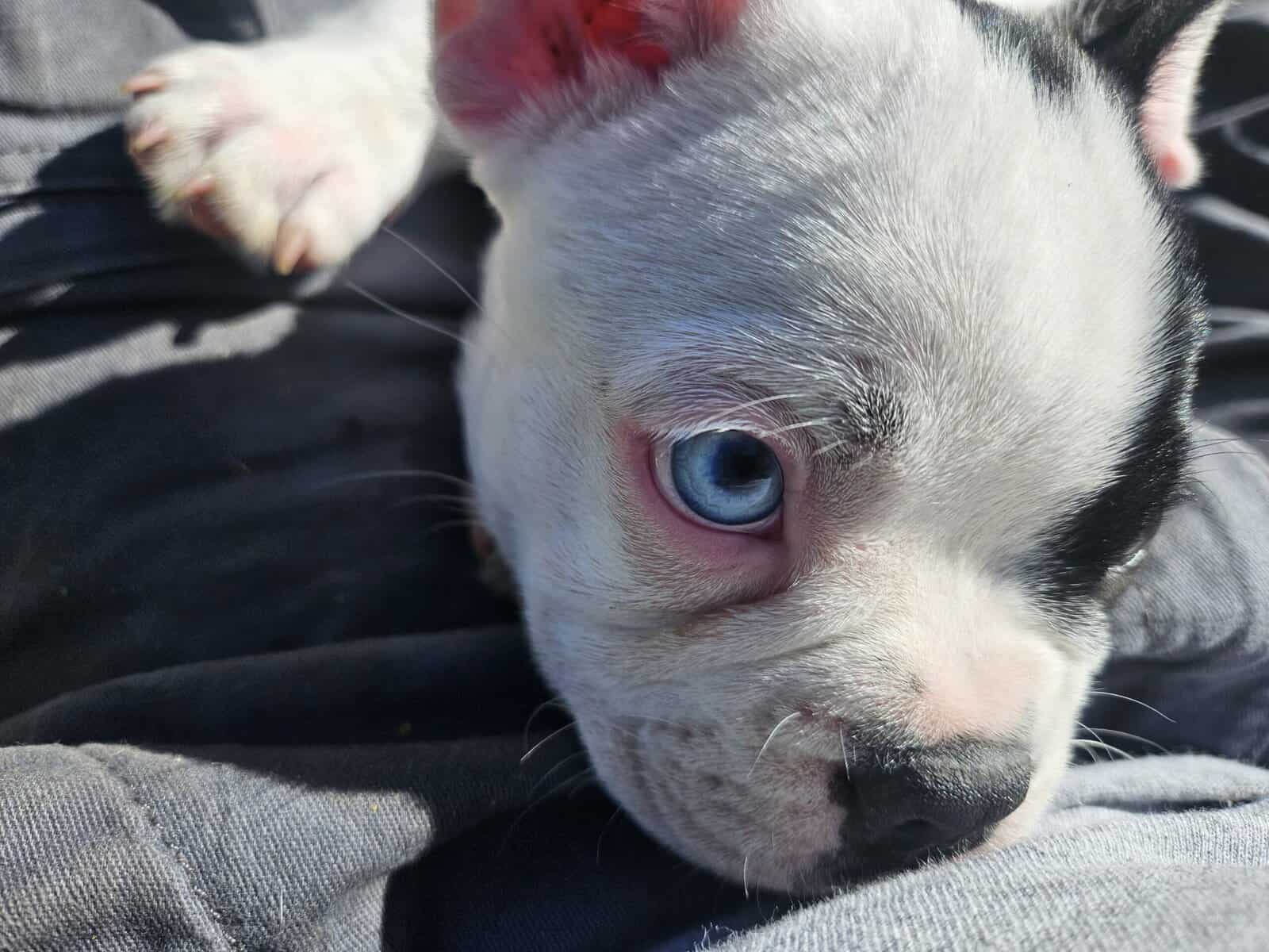 Frenchton image 2