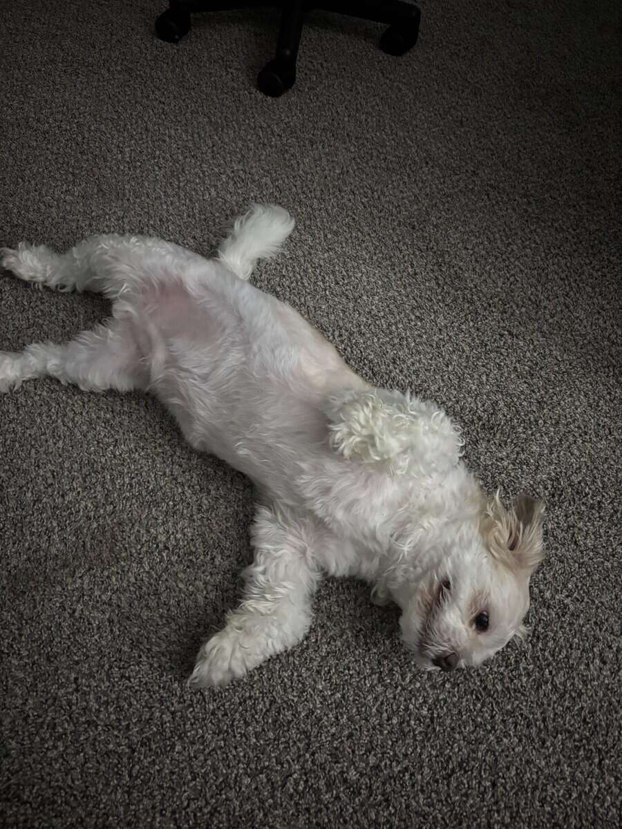 Dog for sale image 4