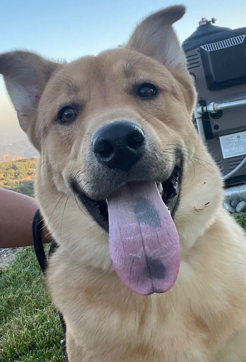 Beautiful Dog looking for forever home image 6