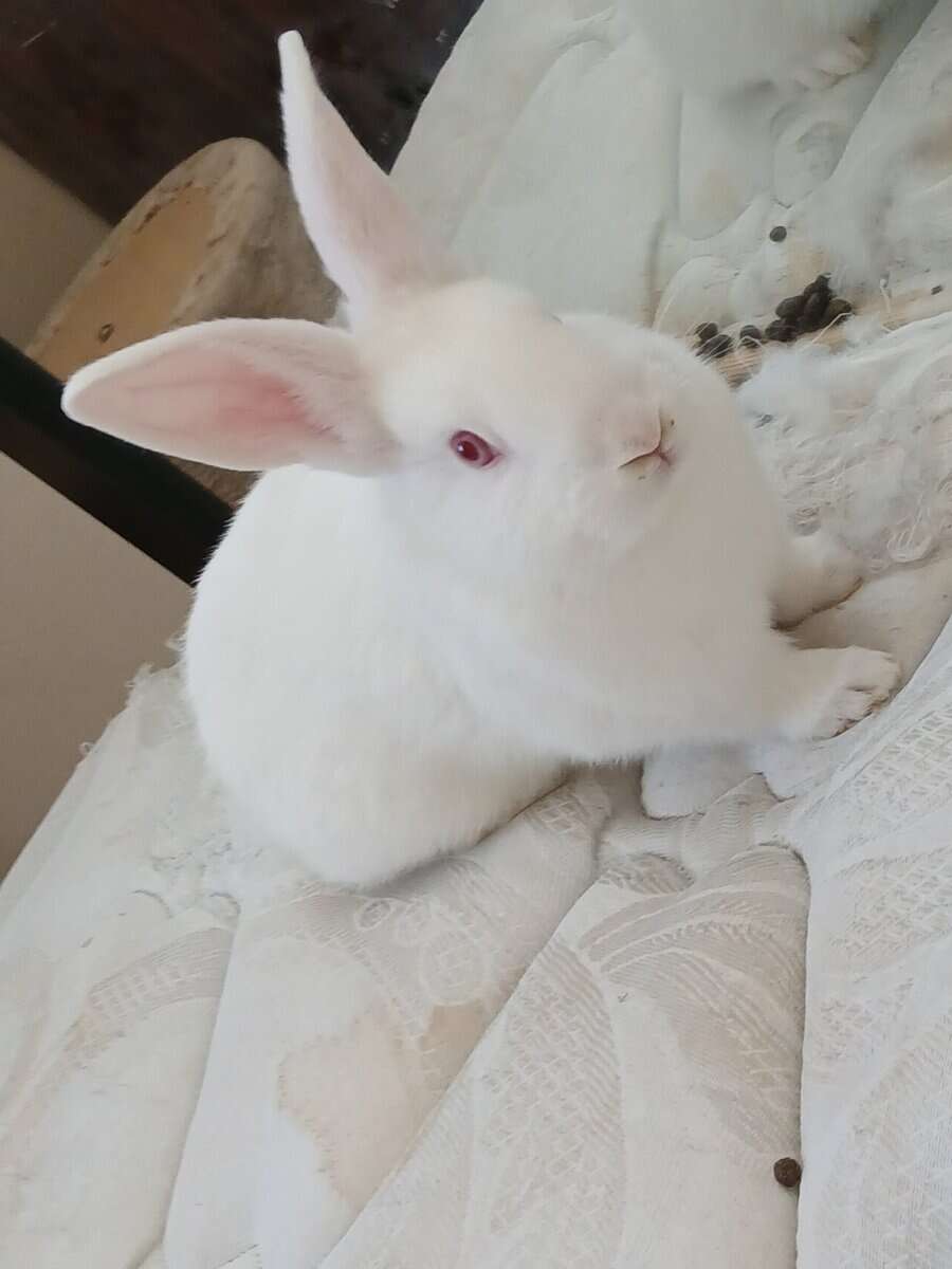 Albino Bunnies image 2
