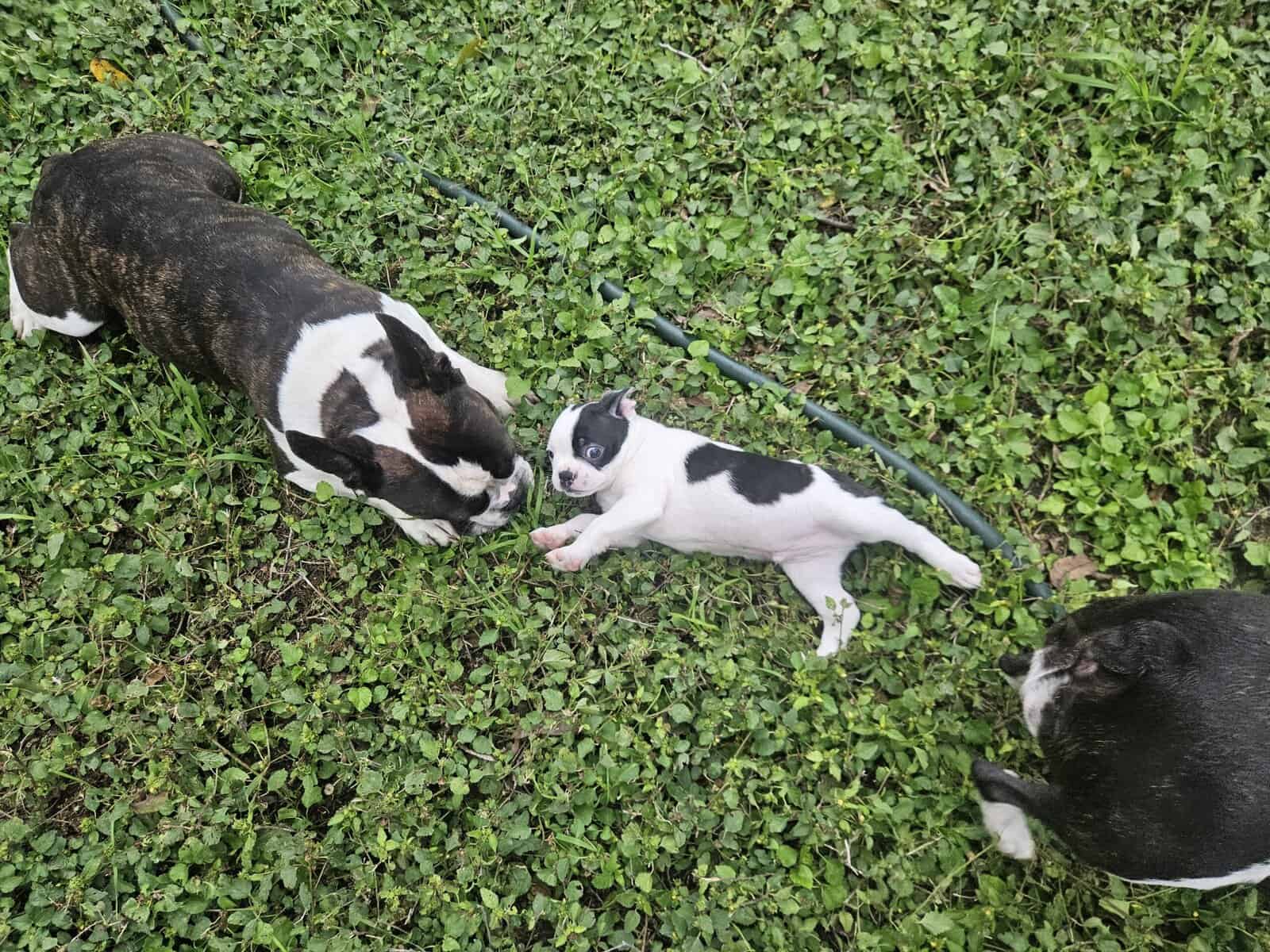 Frenchton image 12