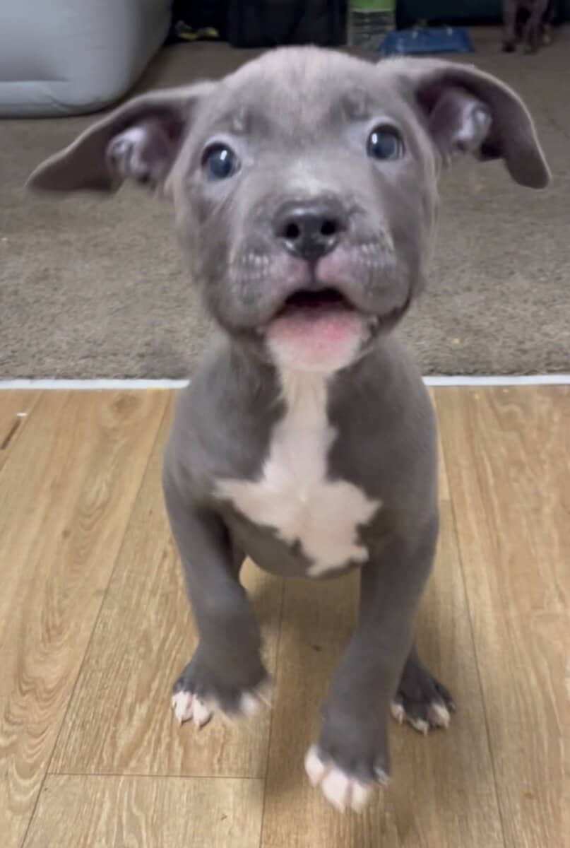 Blue Nose Pit Puppy image 3