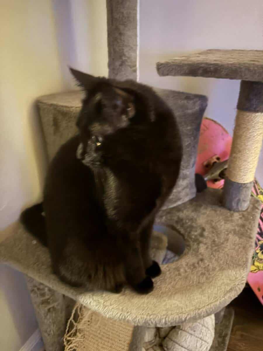 Missy image 2