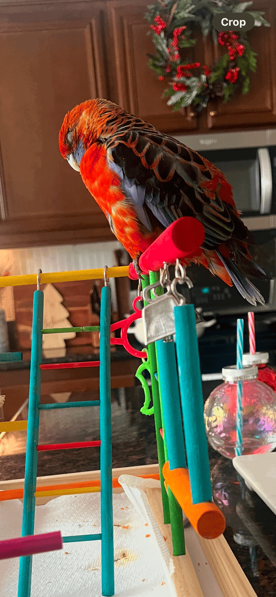 Jessie rosella parrot image 5