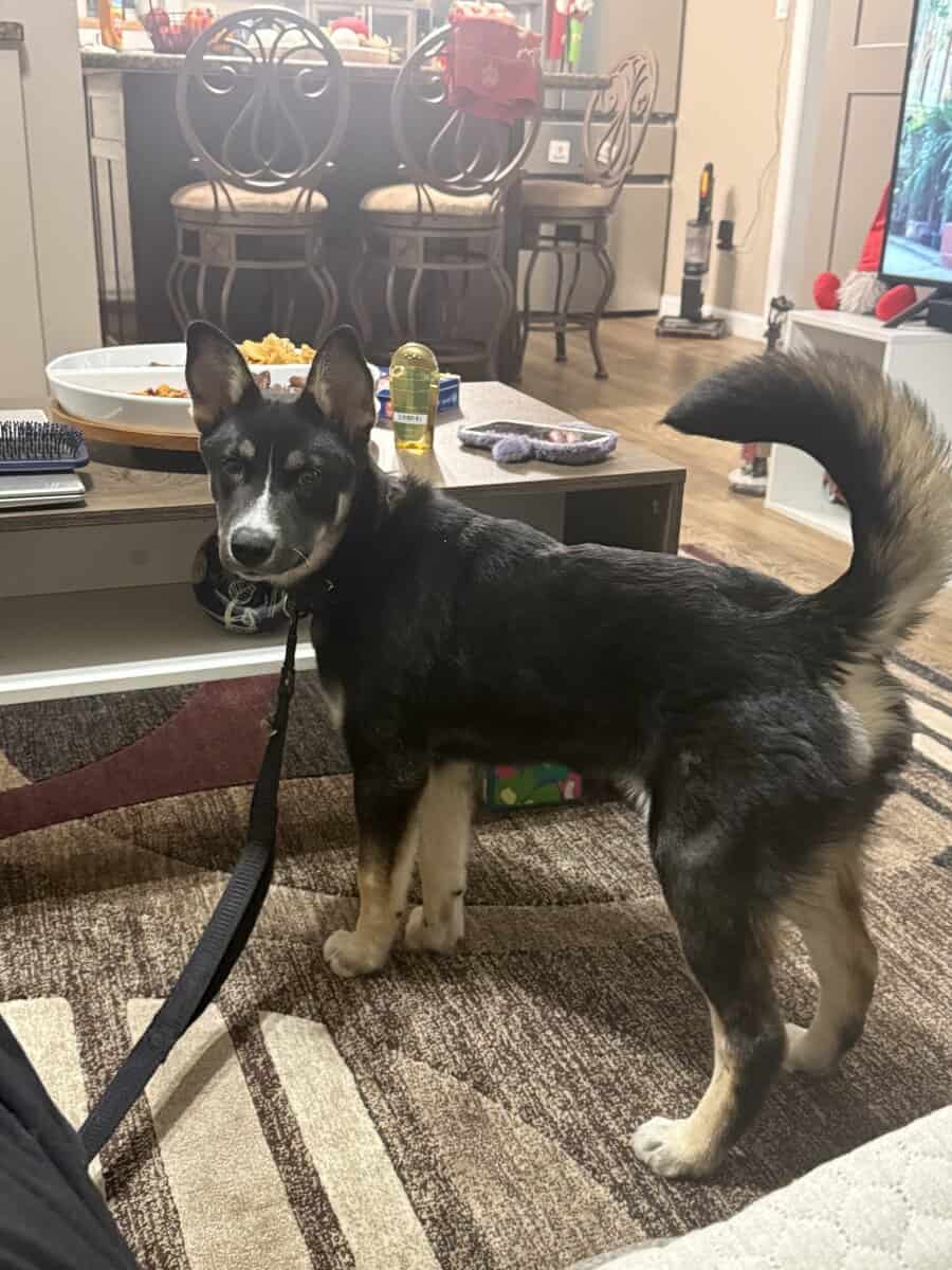 Husky-Mix —- Puppy 5 months image 5