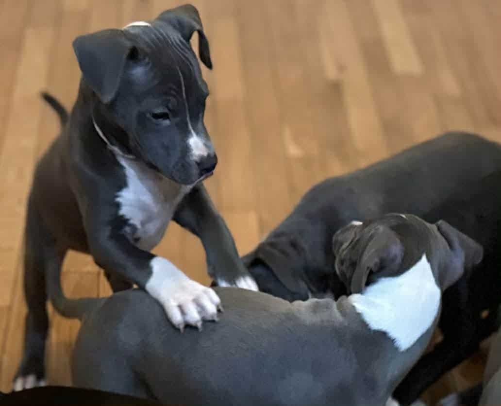 Blue Nose Pit Bull Puppies image 3