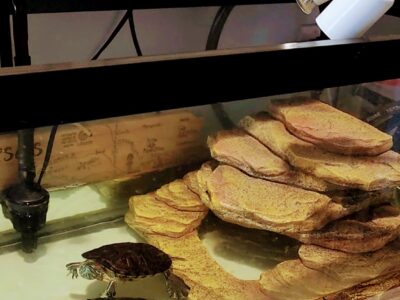 Looking for a Loving home for Our 2 Turtles