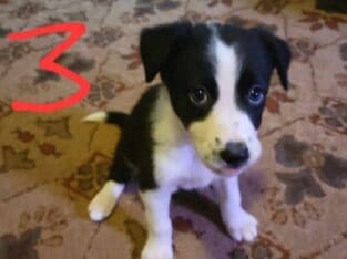 Border Collie/Australian Shepherd