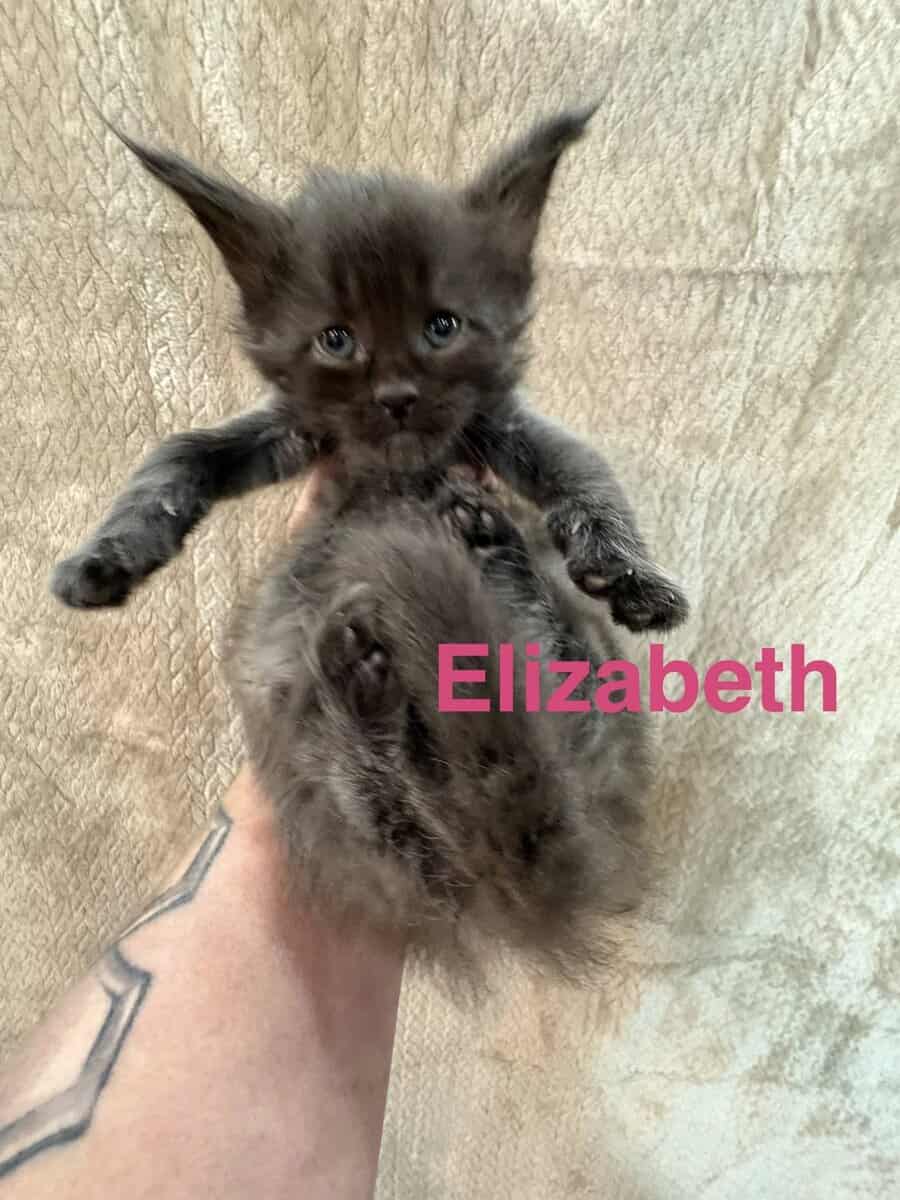 Maine Coon Kittens image 2