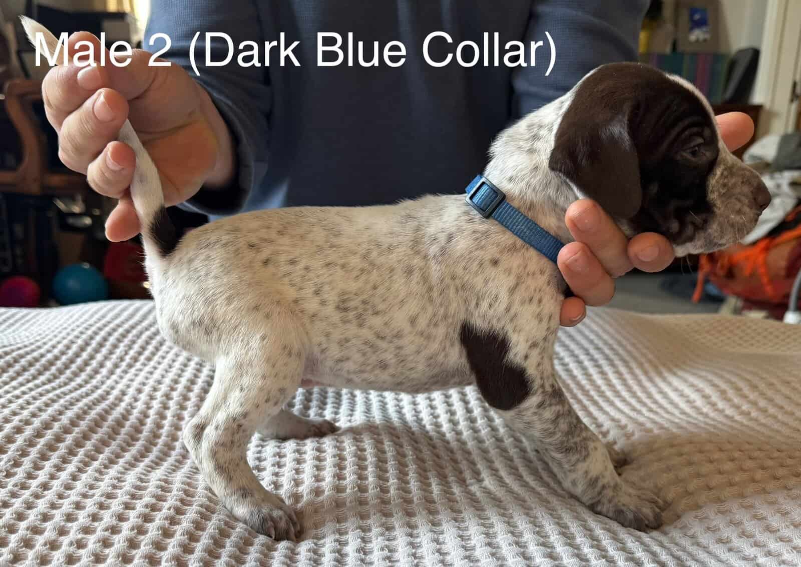 PointerShorthair Pups image 2