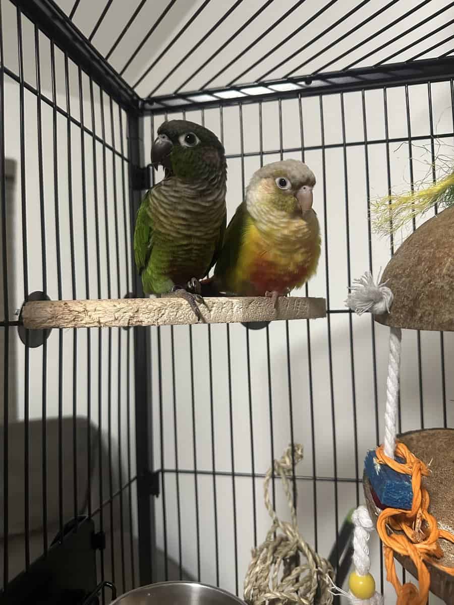 Green cheek conure and pineapple image 9
