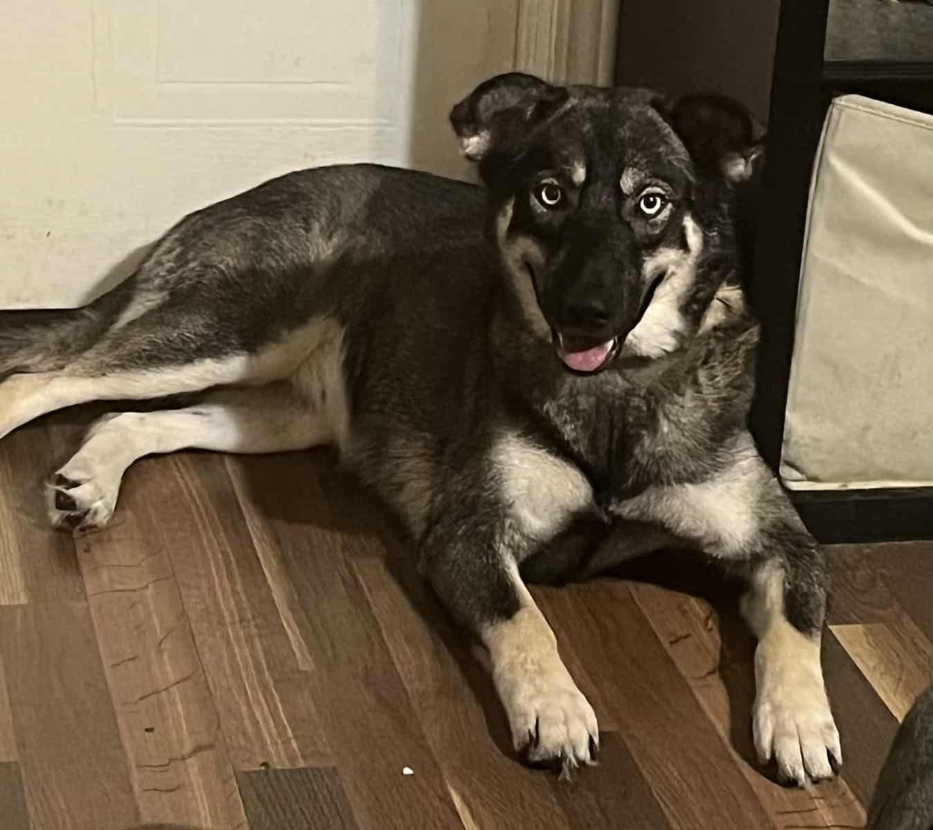 Rehoming Husky Mix image 1