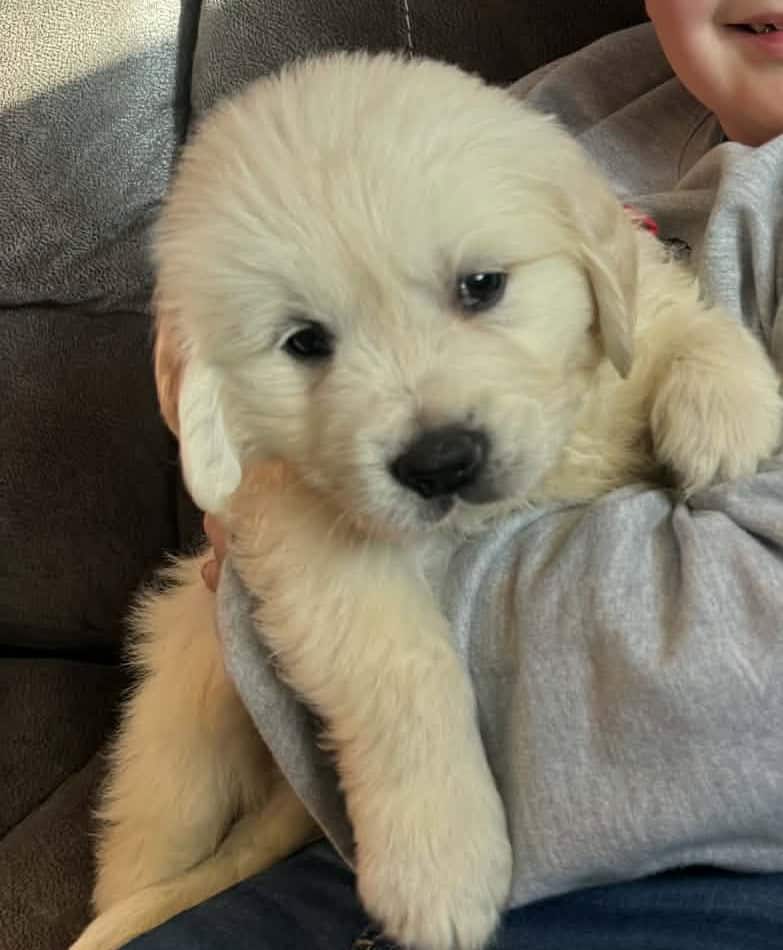 Full English lines Golden Retrievers image 1