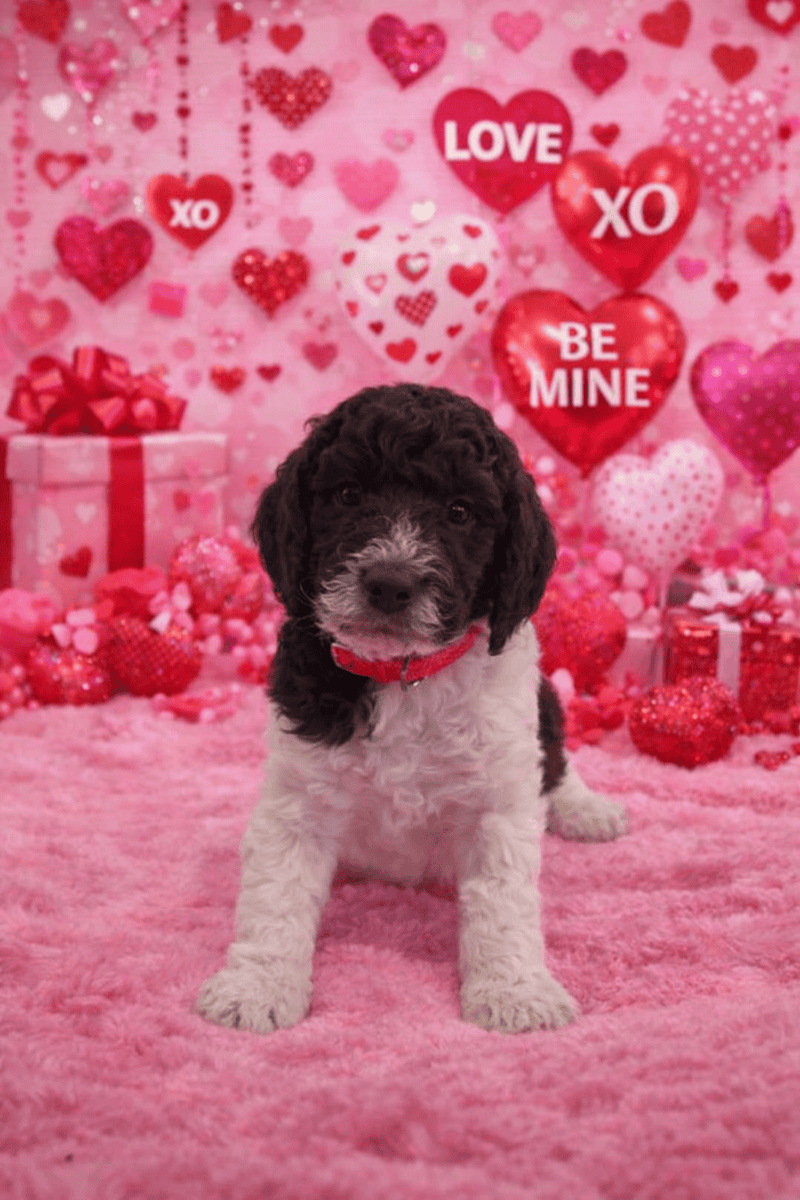 Labradoodle puppies available image 3