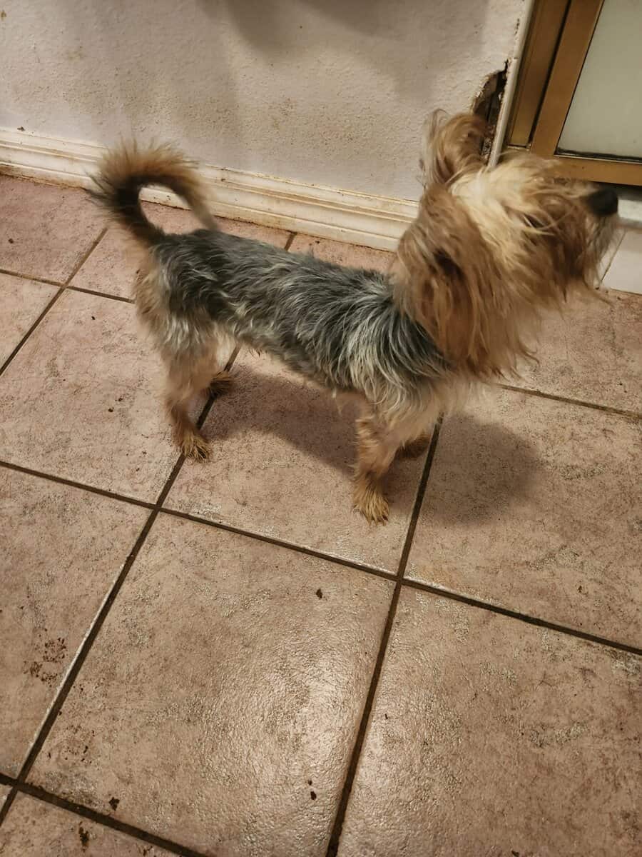 Morkie Boy Red J. J. image 2
