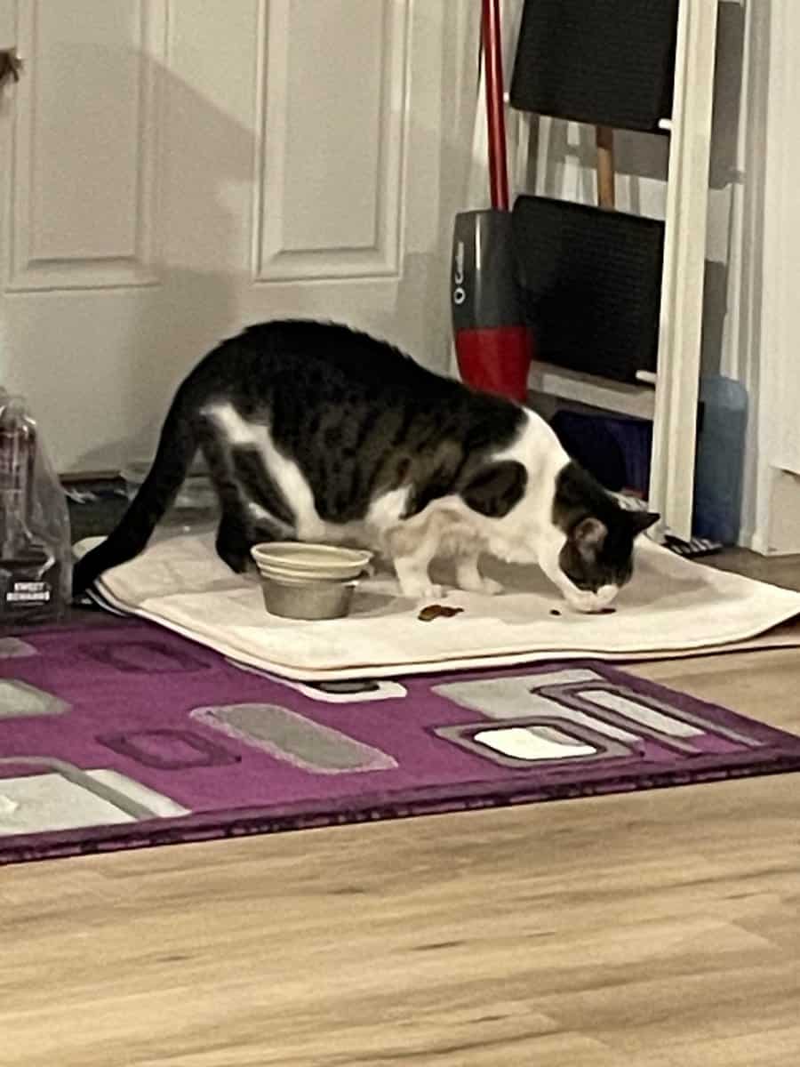 Senior Neutered Male Indoor Cat image 3
