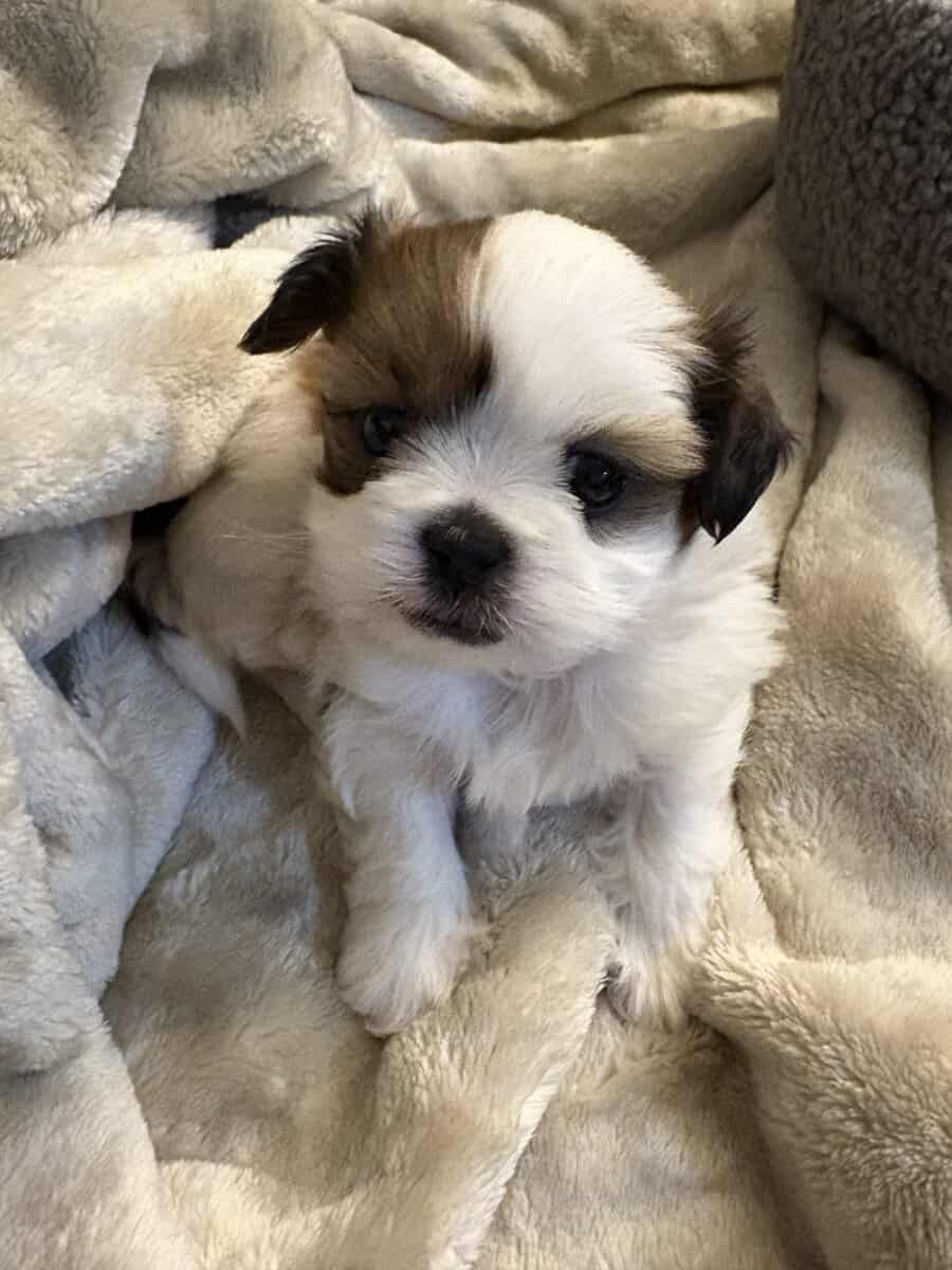 Male shih tzu $1000 image 1