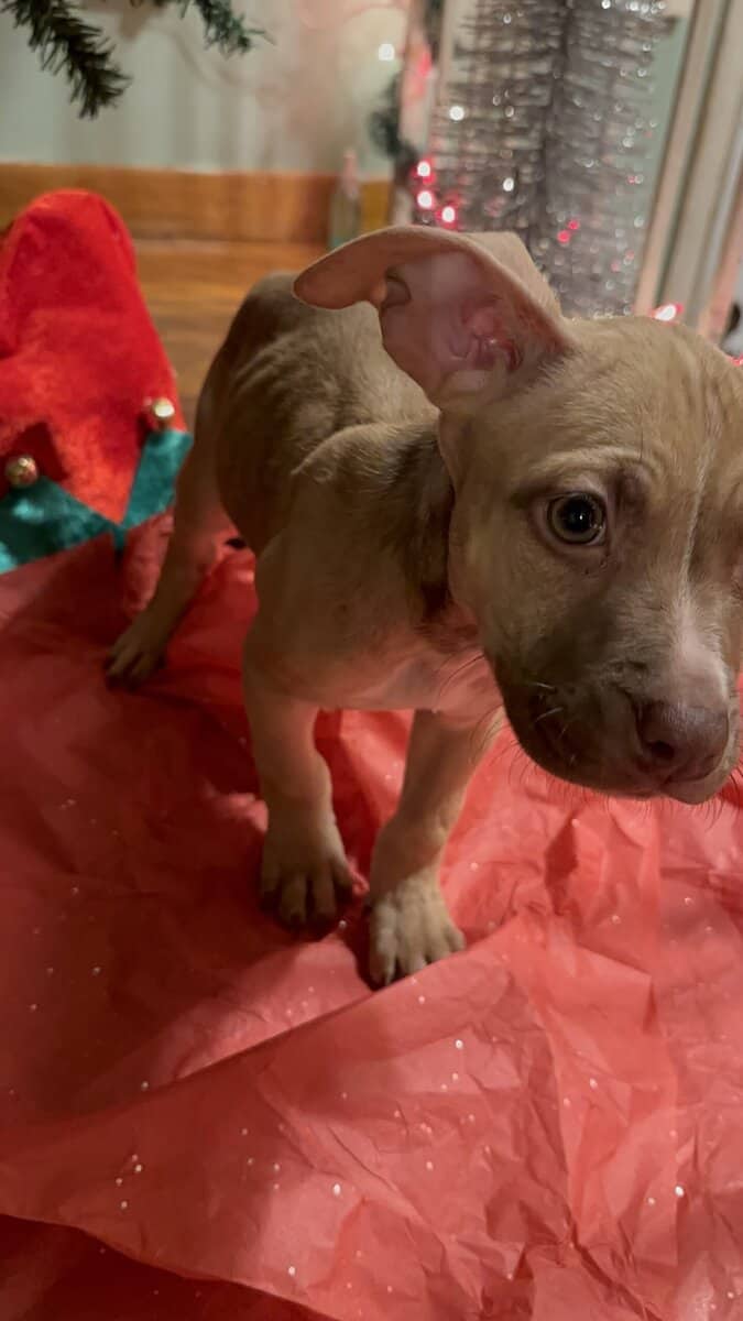 Pitbulls for sell image 7