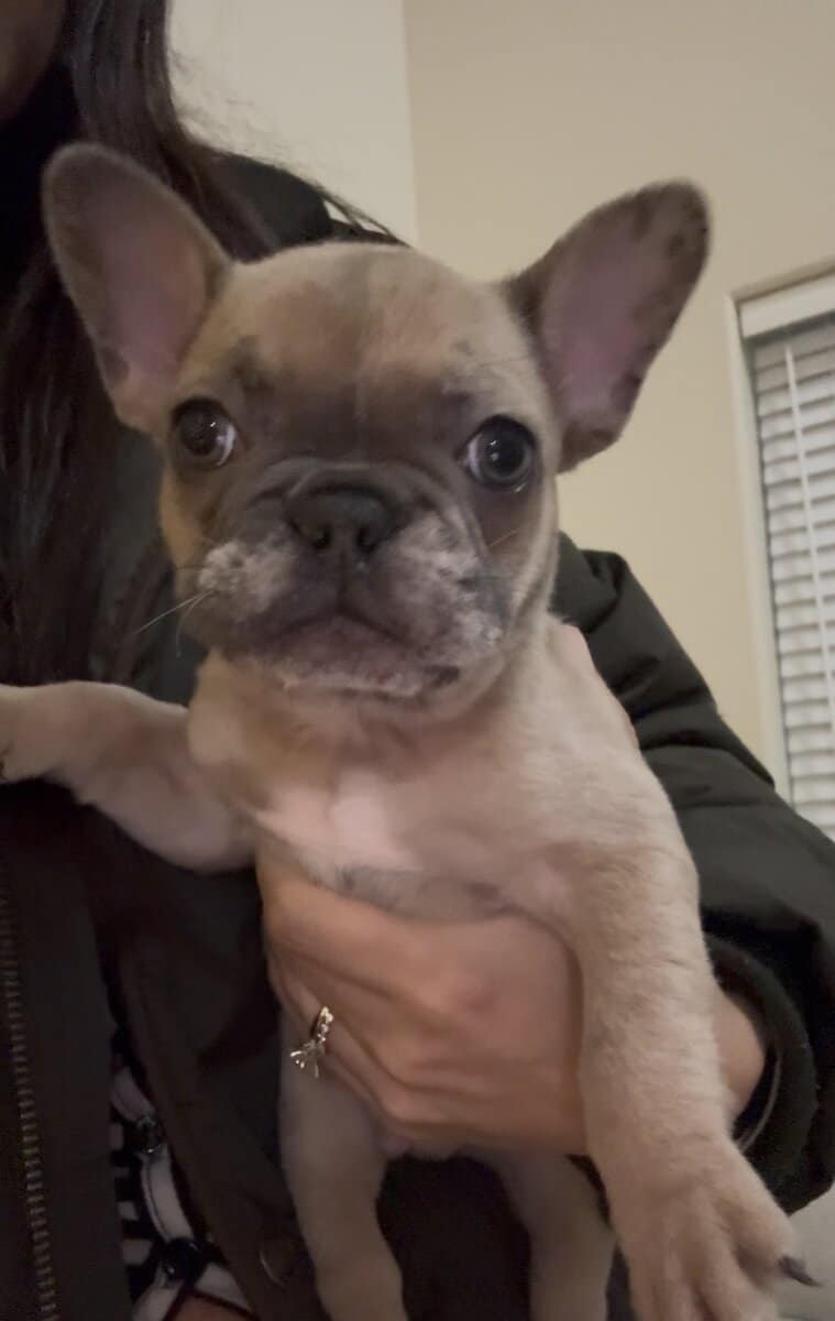 French Bulldog Puppies image 6