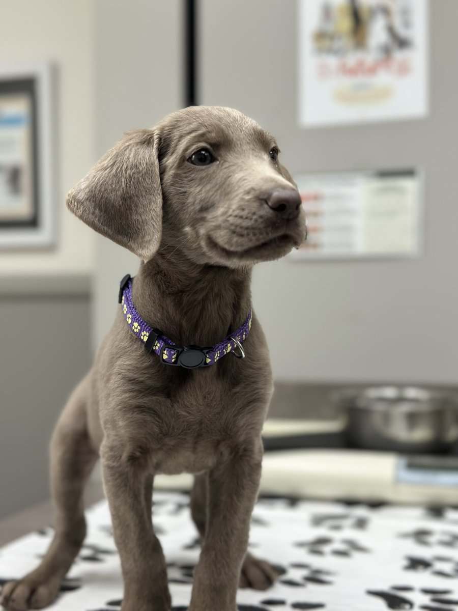 Silver Labrador Puppies for Christmas!!! image 7