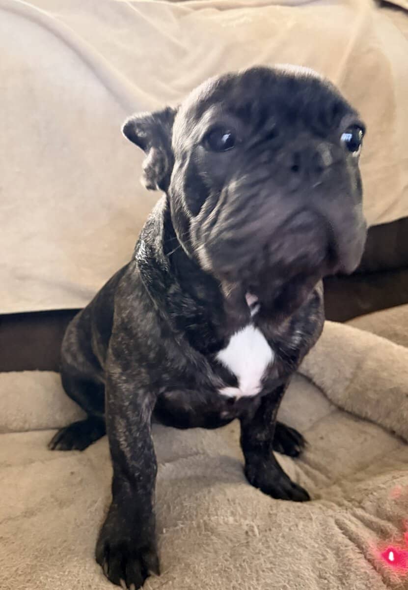 French Bulldog for sale “Rowley” image 2