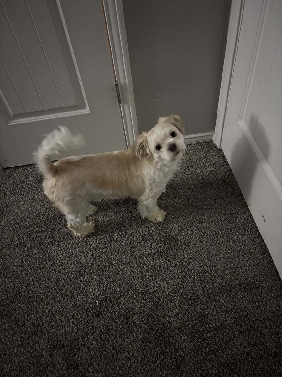 Dog for sale image 1