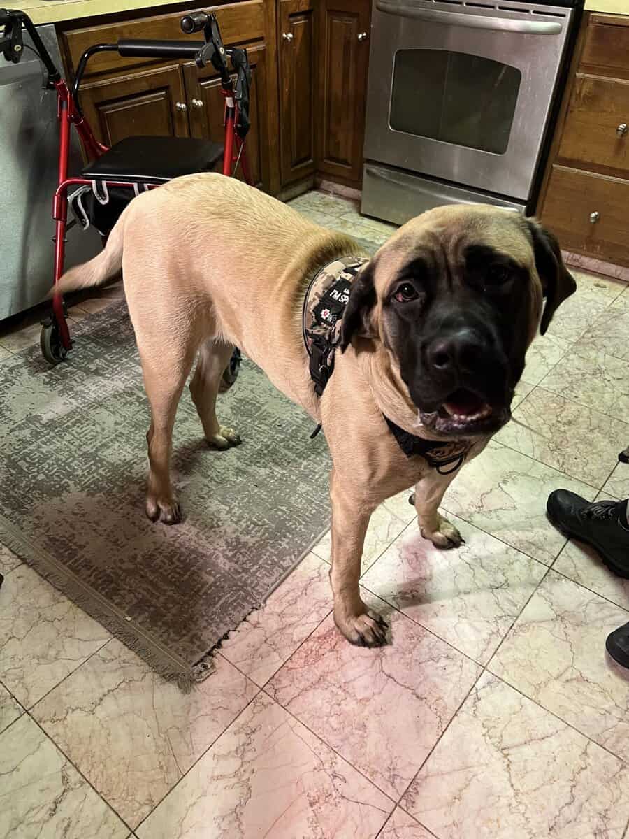 11 Month old English Mastiff image 2