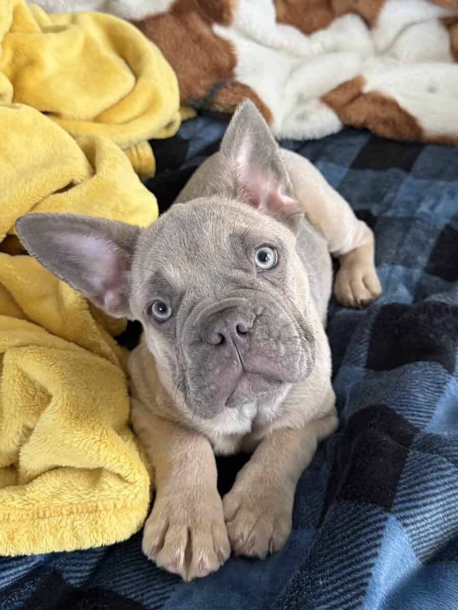 Campbell’s Fabulous Frenchies image 5
