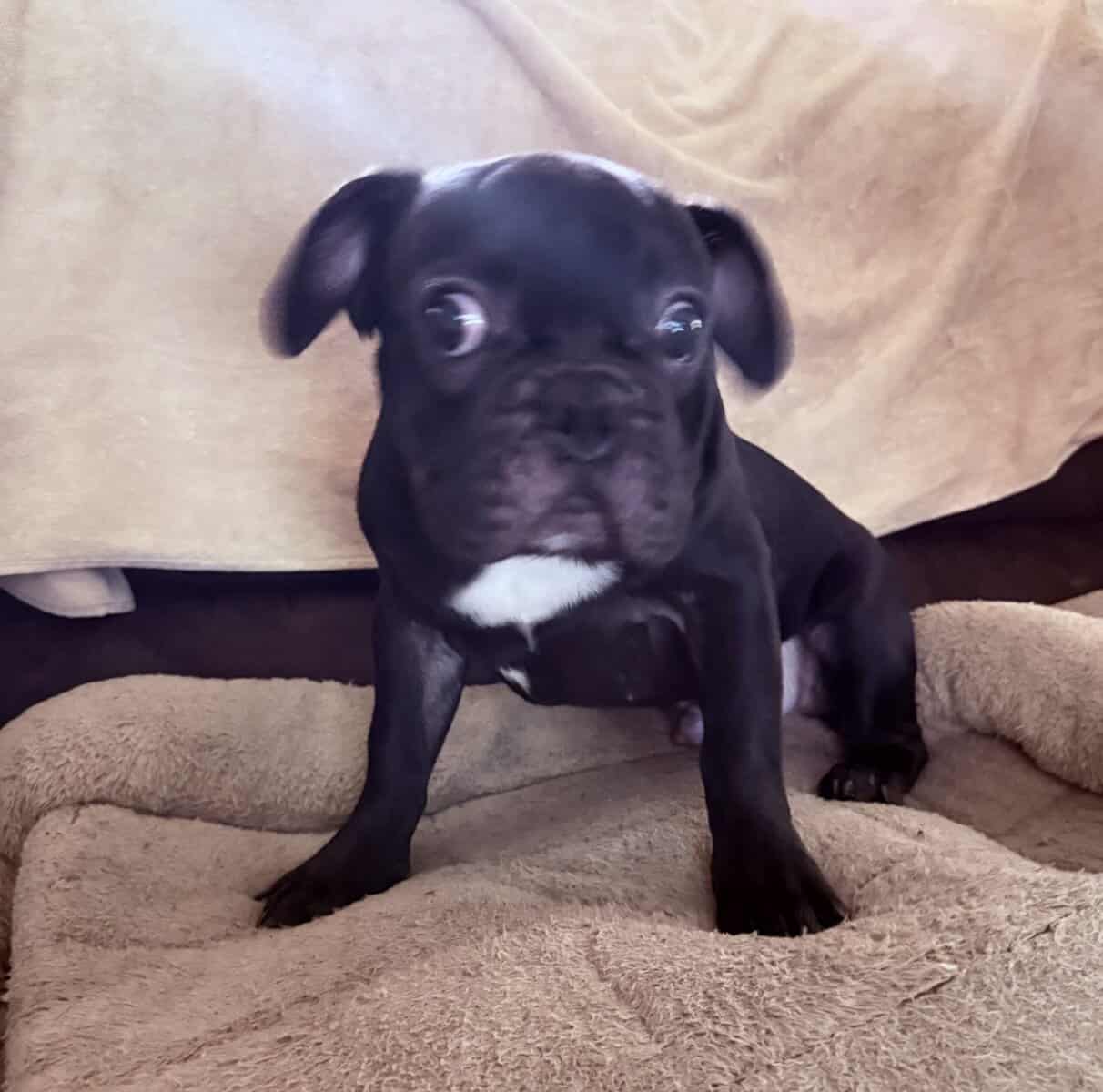 French Bulldog for sale “Gem” image 2