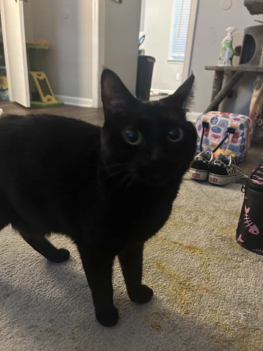 Missy image 4