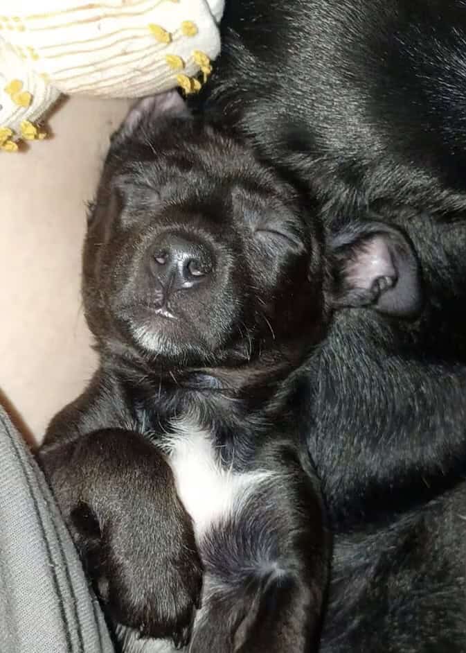 Full-blooded Chihuahua image 1