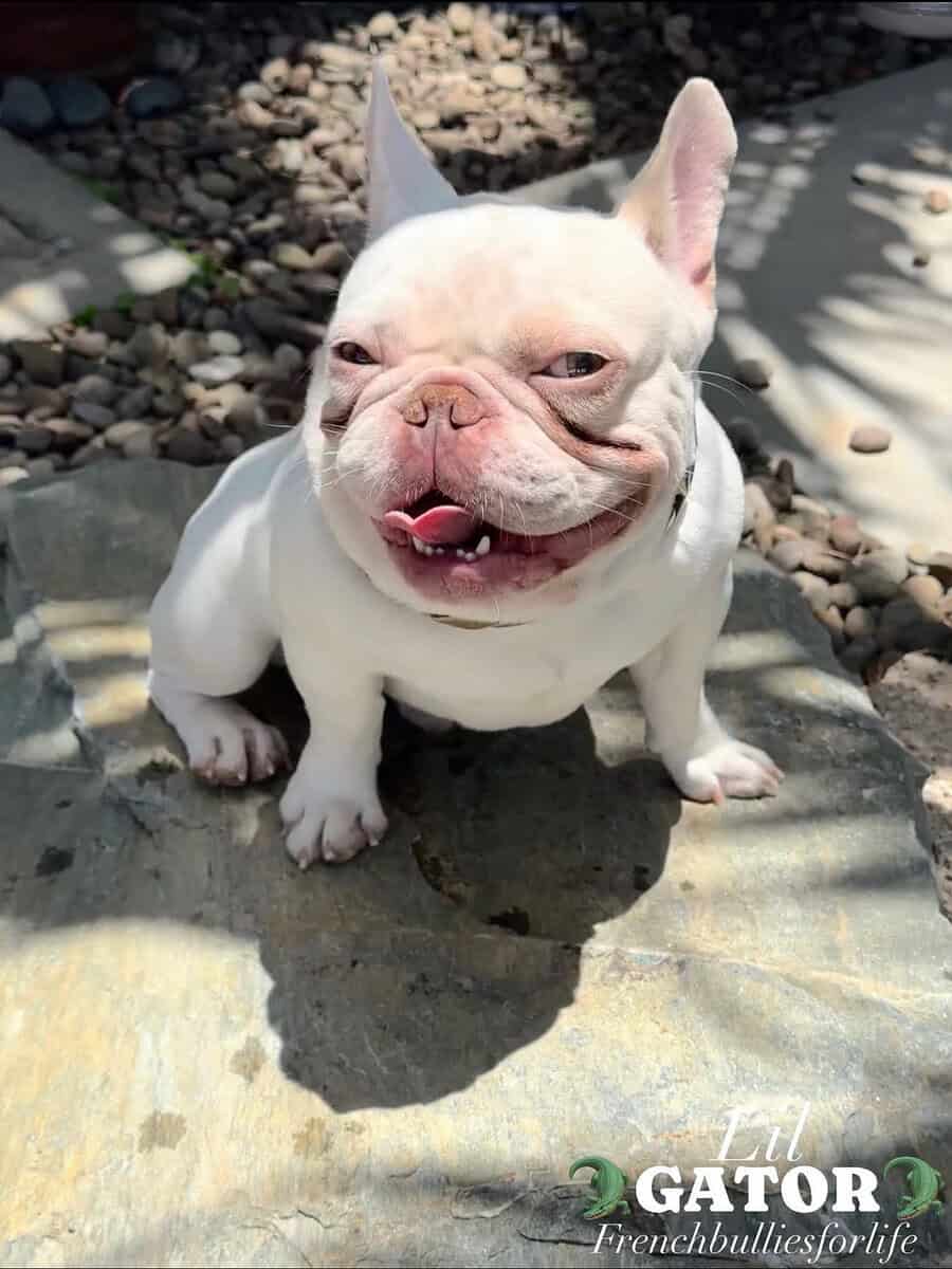French Bulldog image 4