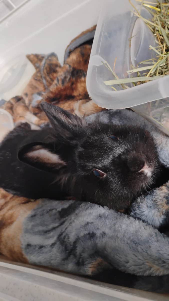 1 year 7 month old Lion head bunny in need of home image 1