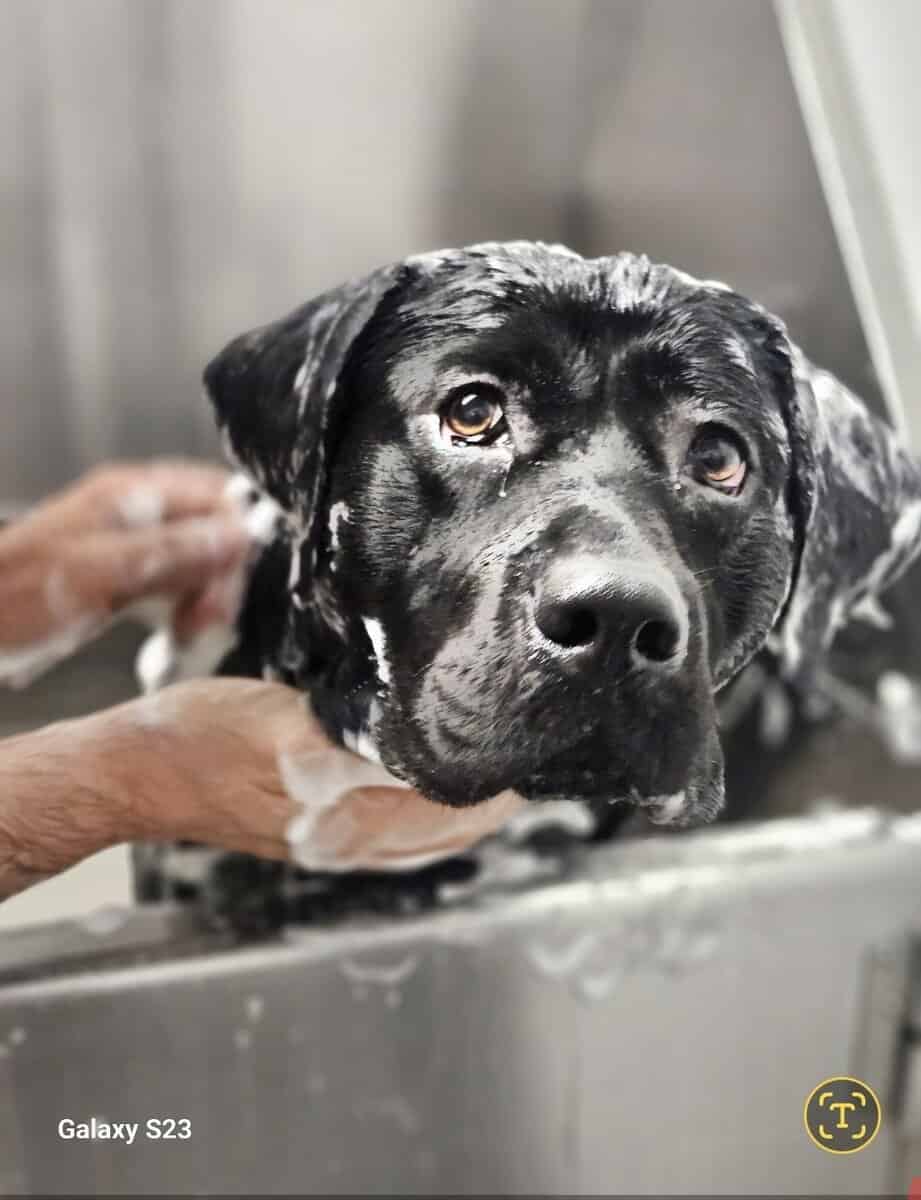 Male 2 year old black labrador retriever image 3
