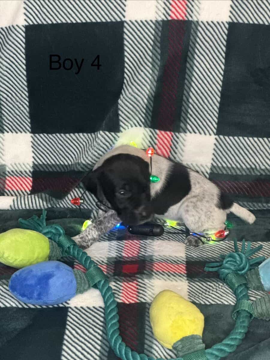German Shorthair Pointer Puppies image 4