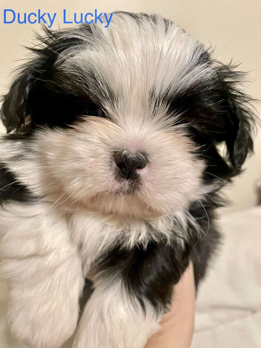 Shih Tzu Puppy - little boy Ducky Lucky image 4