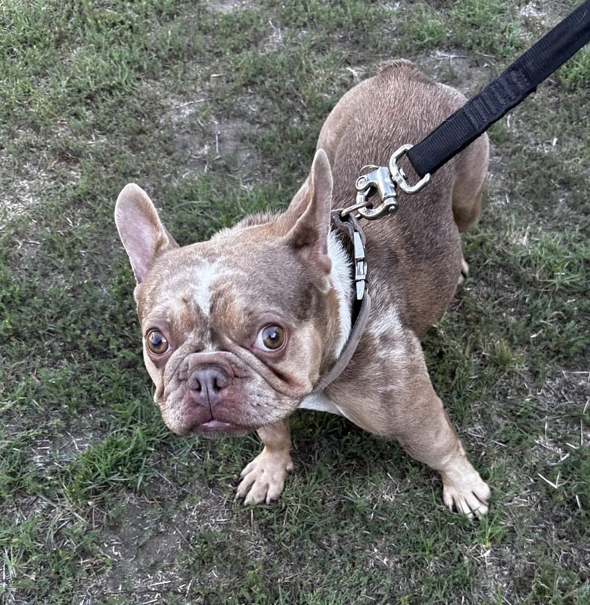 Female French bulldog Frenchie image 2