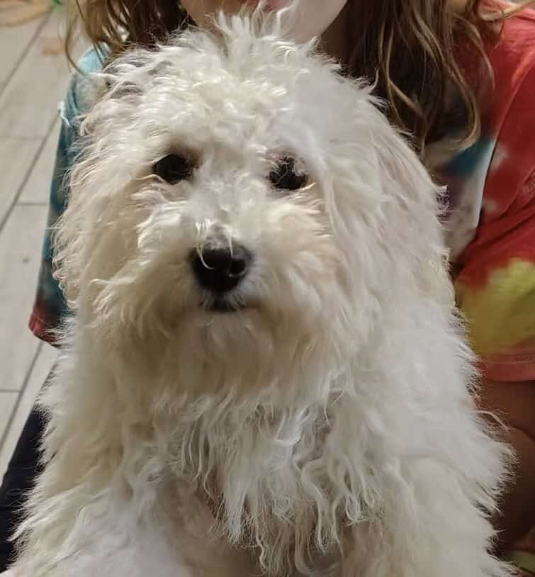 Mini poodle image 1