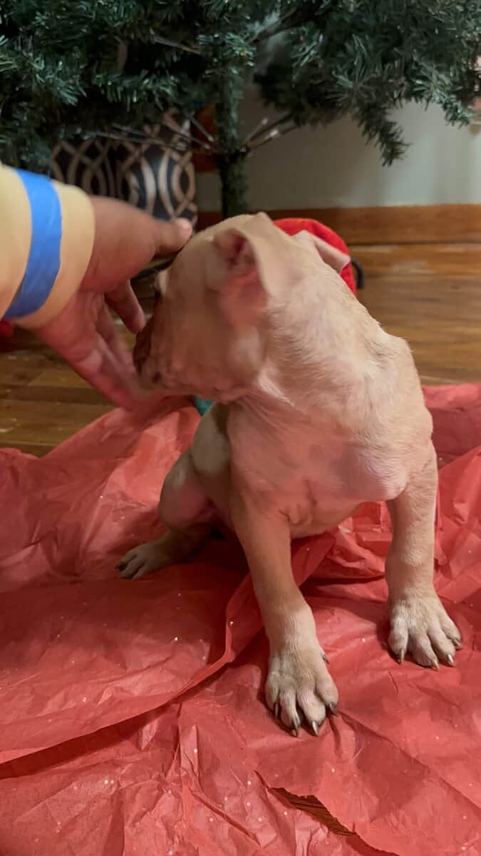 Pitbulls for sell image 9