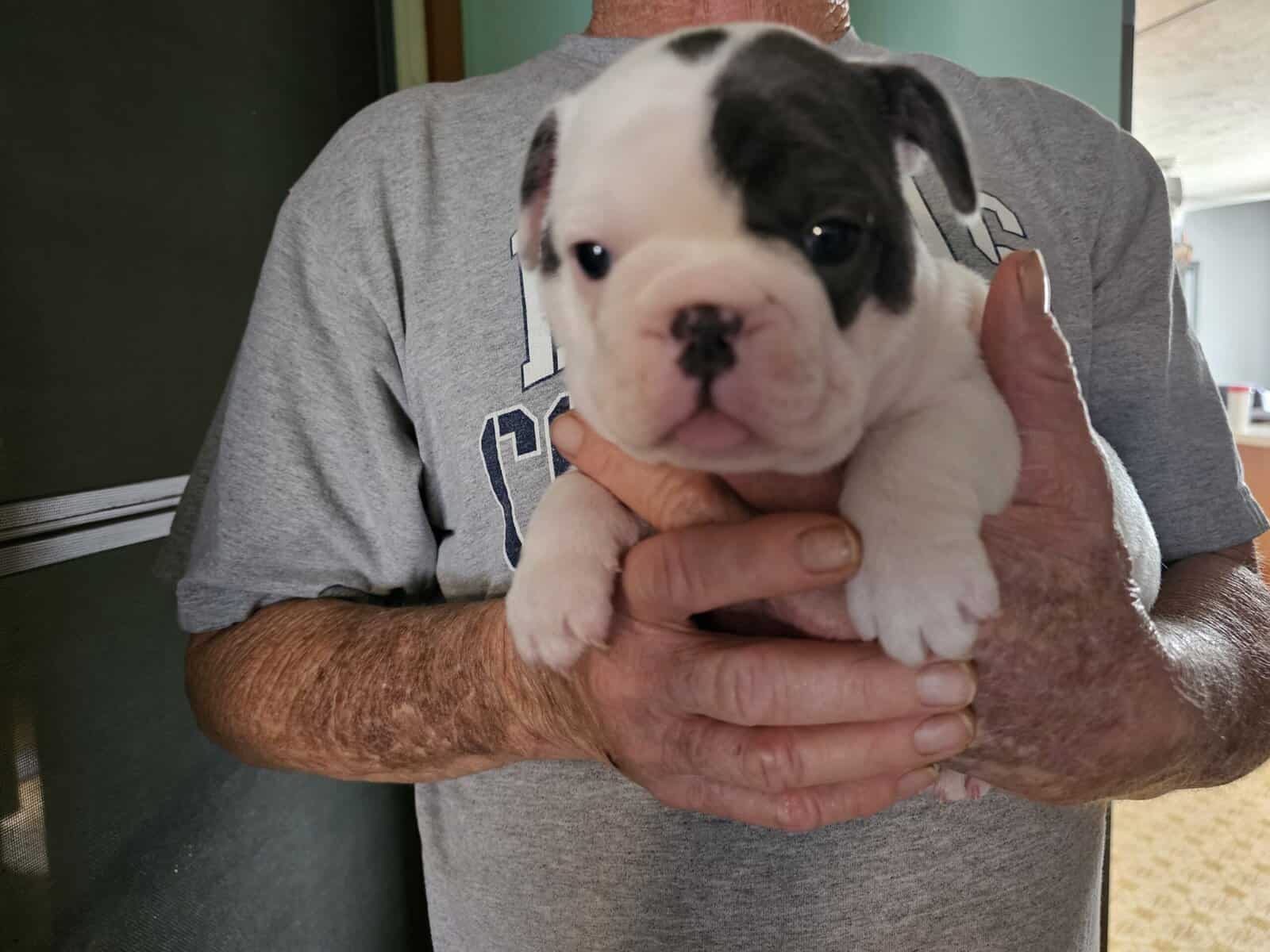 French bulldog puppies image 6