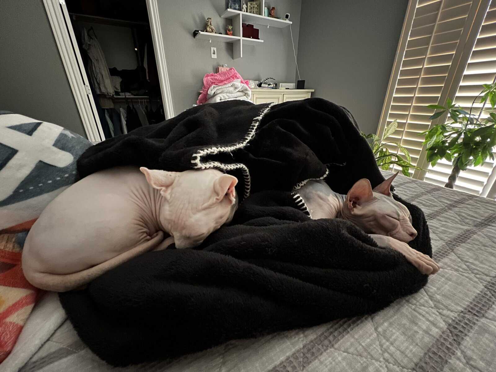 2 Sphynx cat image 1