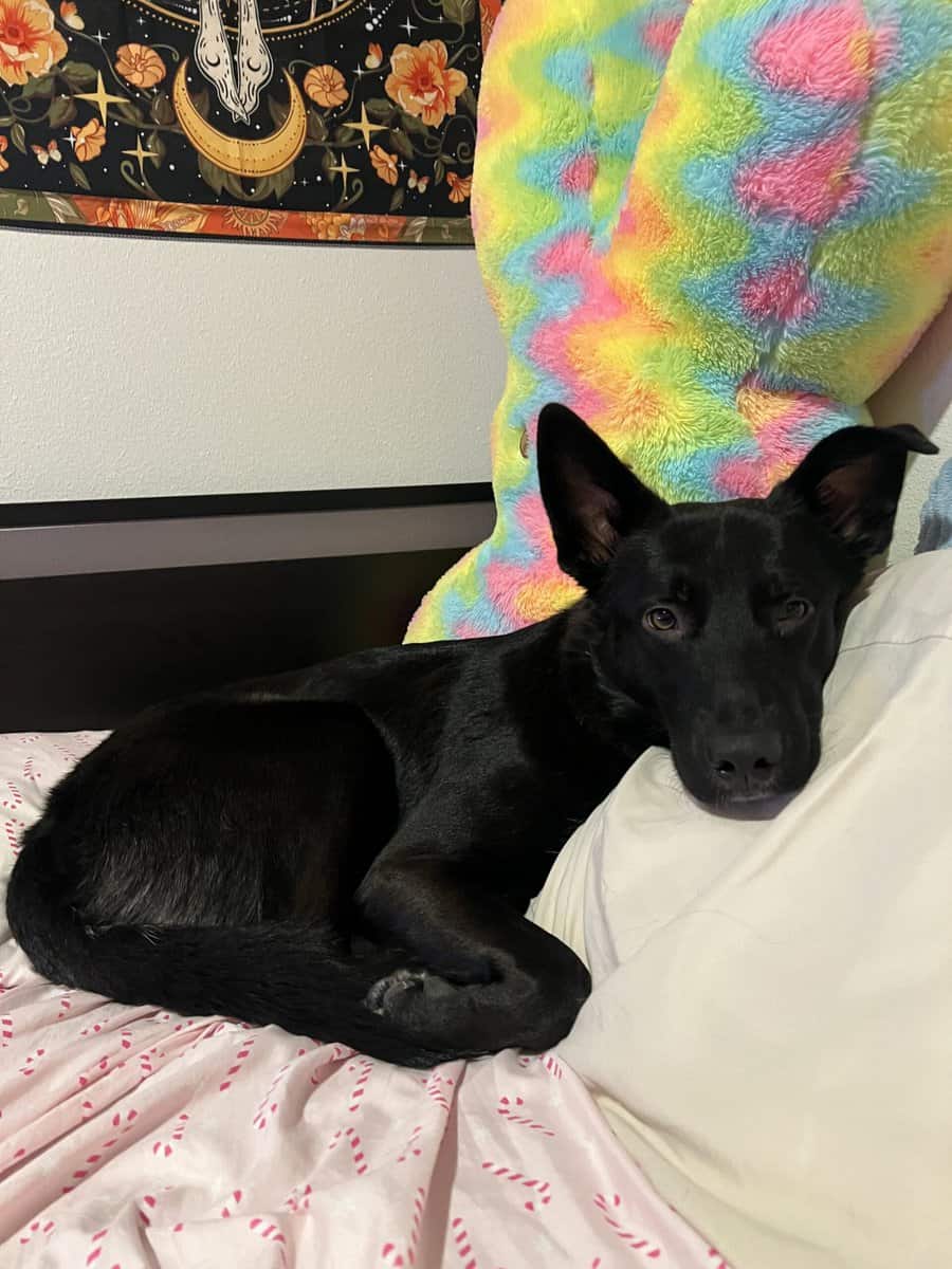 rehoming my dog image 1