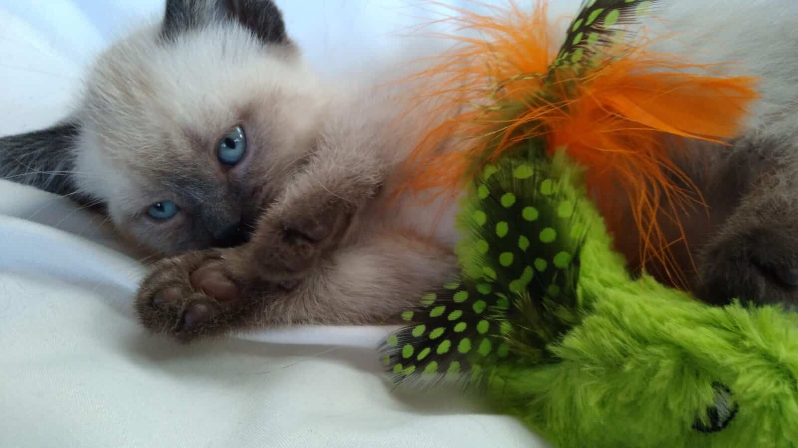 siamease kittens image 1