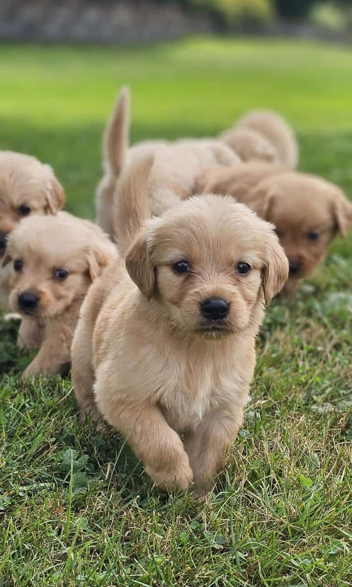 Puppy Girl image 5