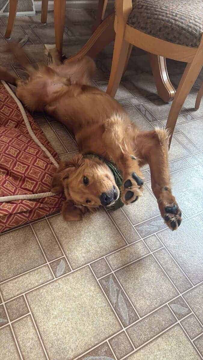 My name is Sammy! Golden Retriever 7 months image 5