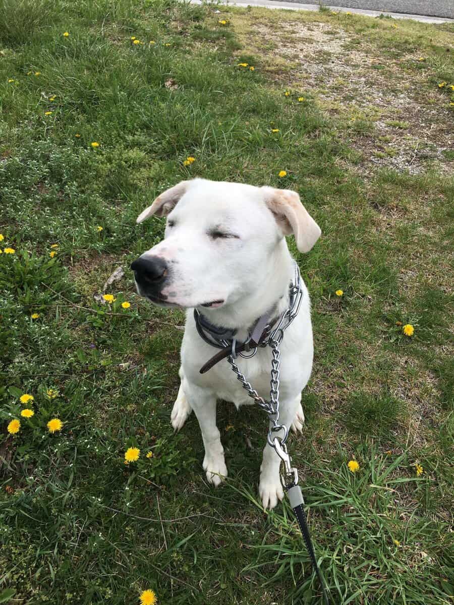 Large white dog needing new home. image 3