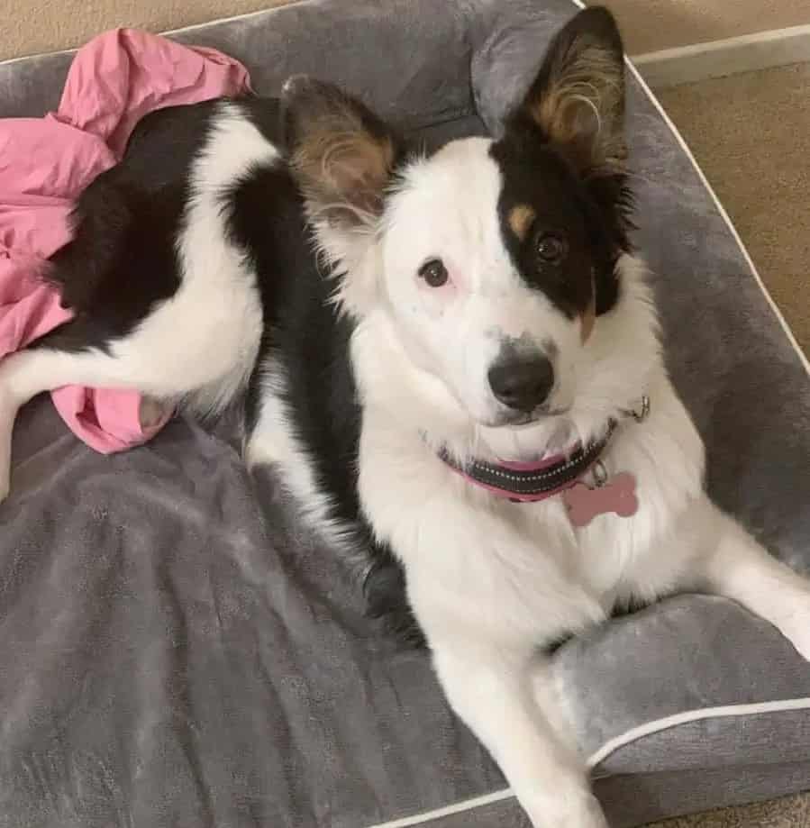 6 month old Australian Shepherd image 1