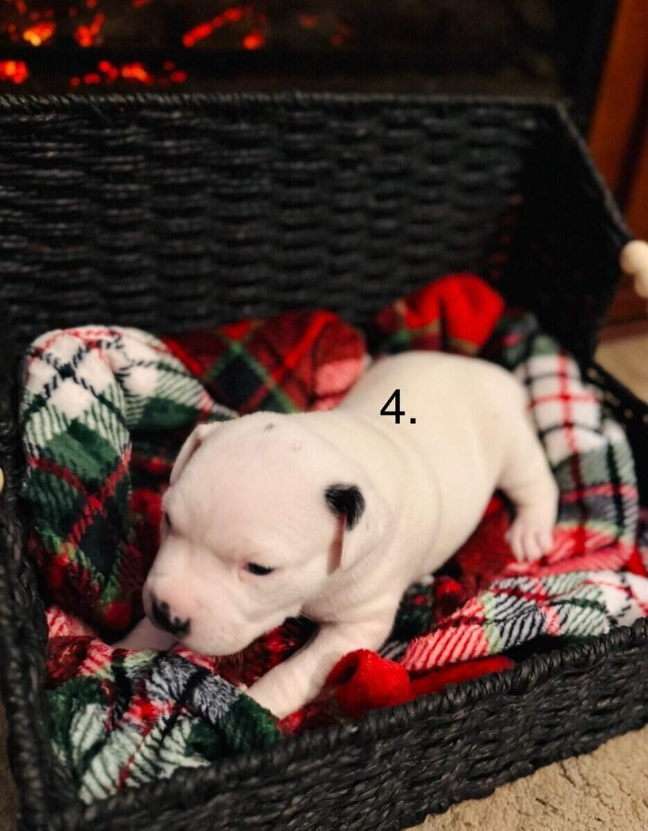 American pitbull terrier puppies for sale image 4