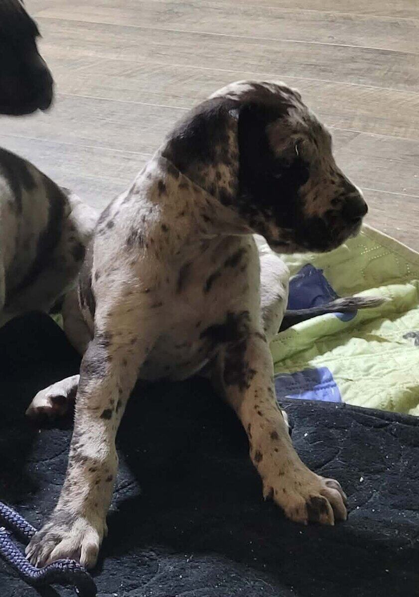 Euro Great Danes image 1